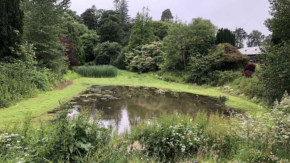 A small, tranquil pond is surrounded by lush, green vegetation and various trees. Dense foliage and wildflowers line the water's edge, creating a serene, natural scene.